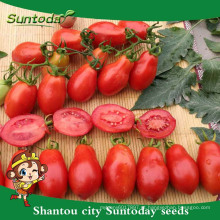 Suntoday agricultura companhia harvester firma fruta longa shelflife Vermelho oval Orgânica roma grande processamento de sementes de tomate (22027)
